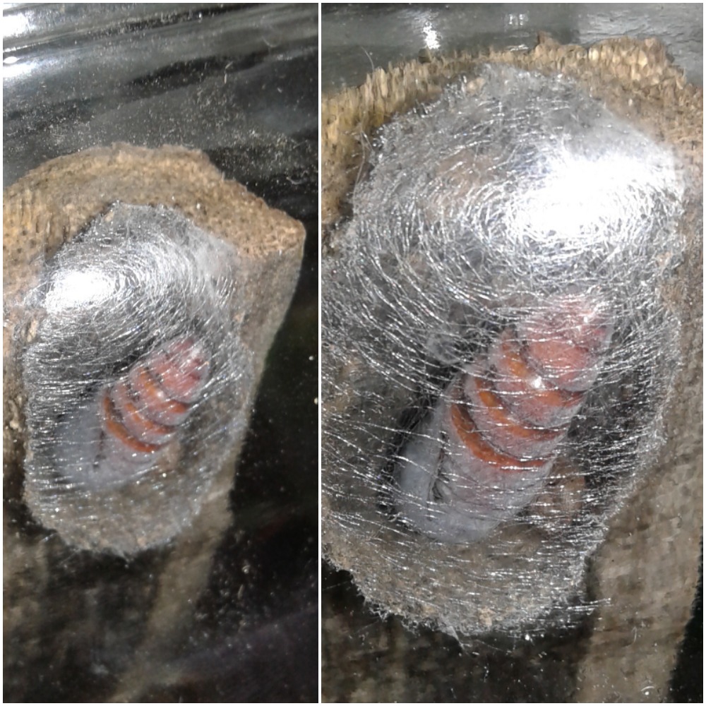 Dysgonia cfr. torrida (Erebidae)